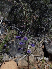 Scutellaria antirrhinoides