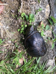 Kinosternon herrerai