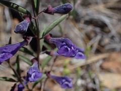 Scutellaria antirrhinoides