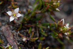 Boronia parviflora