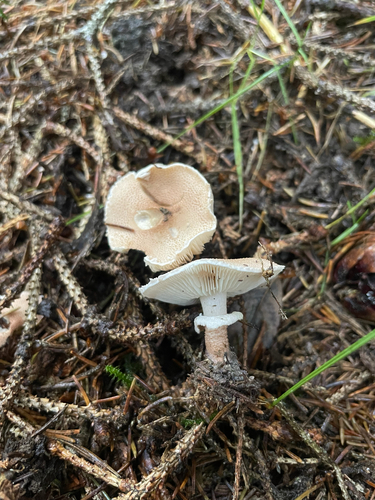 Pearly Powdercap