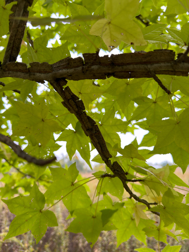 American sweetgum
