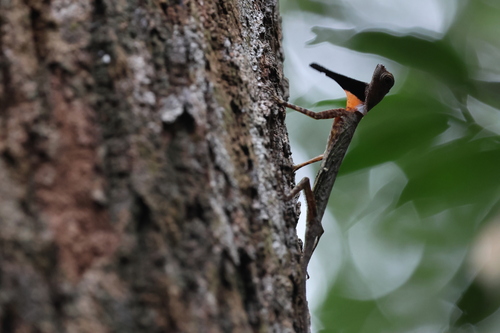 Draco melanopogon, 2026-09-19