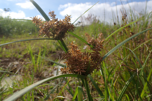 Cyperus pilosus observed 2026-10-10