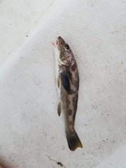 Menticirrhus americanus