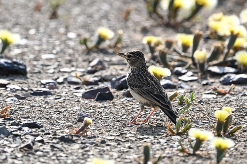 iNaturalist image
