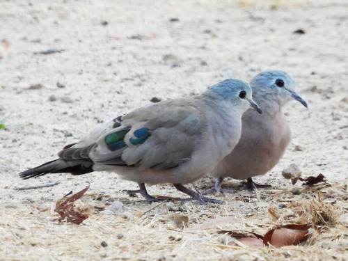 iNaturalist image