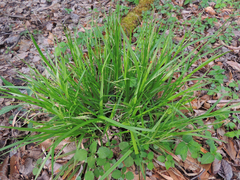 Carex gracillima