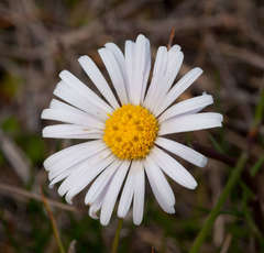 Allittia cardiocarpa