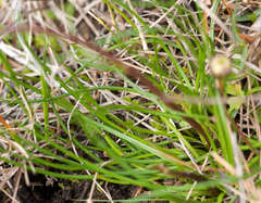 Allittia cardiocarpa