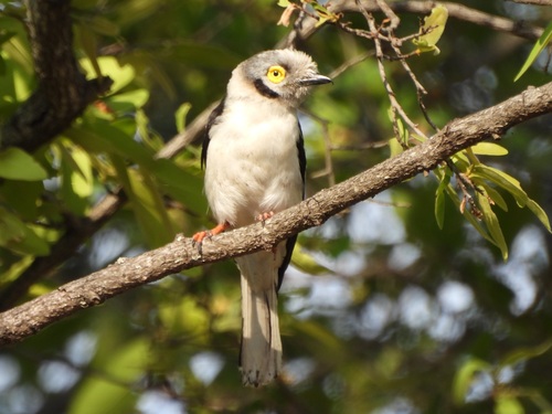 iNaturalist image