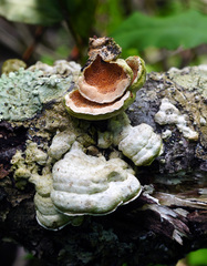 Steccherinum bourdotii