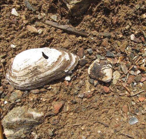 Freshwater mussel, 2026-10-05