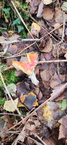 Fly Agaric