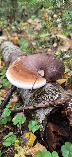 birch polypore