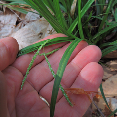 Carex gracillima