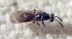 Eulophinae