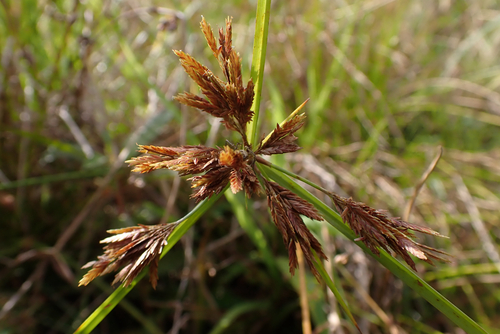 Cyperus polystachyos observed 2026-10-10