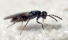 Eulophinae