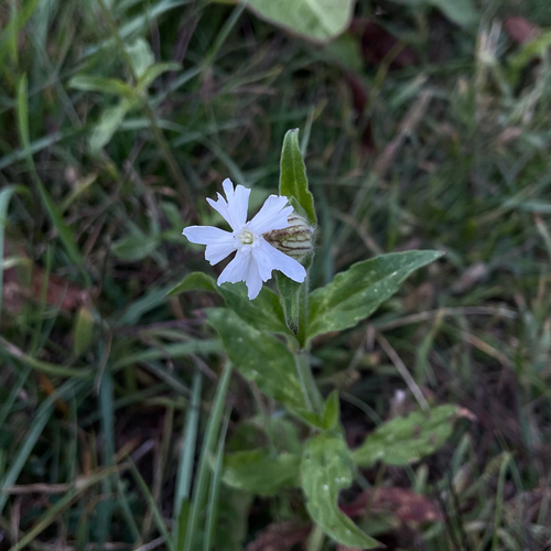 white campion