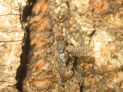 Traginops orientalis