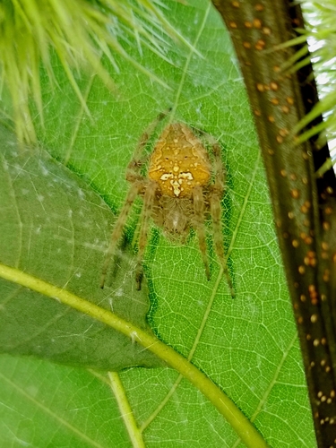 Cross Orbweaver