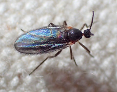 Micromyinae