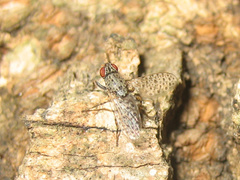 Traginops orientalis