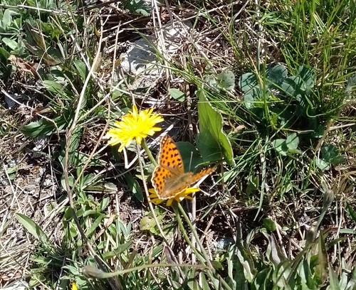 Queen of Spain Fritillary