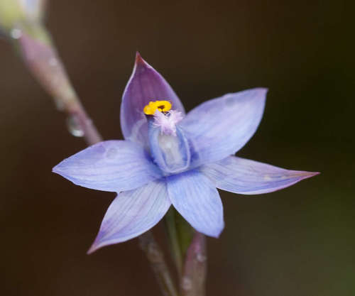 Image of Thelymitra malvina by (c) Chris Clarke, some rights reserved (CC BY)