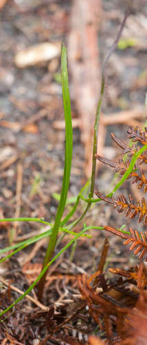 Image of Thelymitra malvina by (c) Chris Clarke, some rights reserved (CC BY)