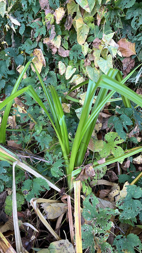 Scirpus sylvaticus, 2026-10-11