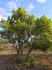 Coccoloba barbadensis