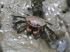 Paracleistostoma wardi