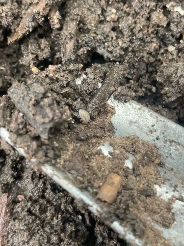 Nosy Pill Woodlouse