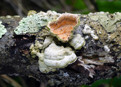 Steccherinum bourdotii