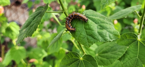 Gulf Fritillary