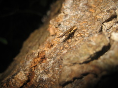 Stypocladius appendiculatus
