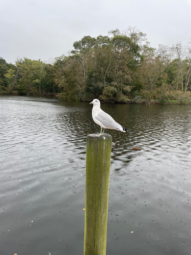 Ring-billed Gull
