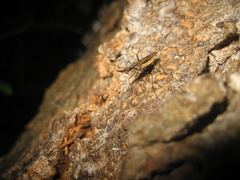 Stypocladius appendiculatus