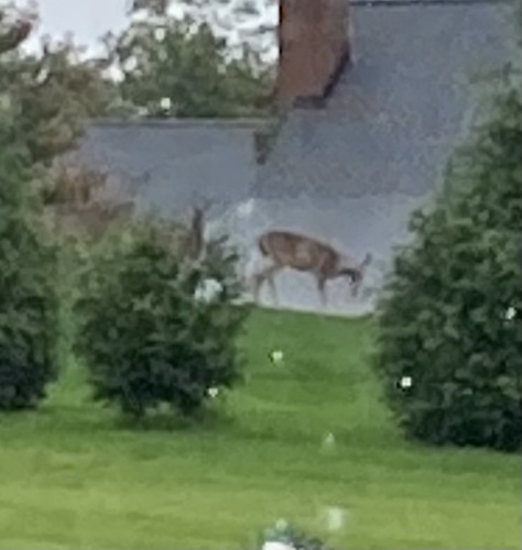 White-tailed Deer