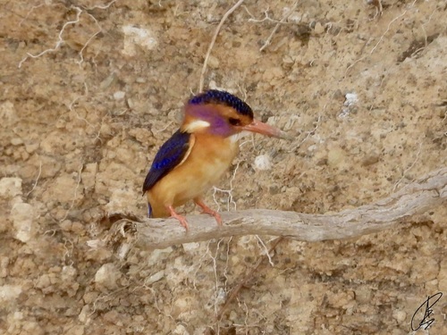 iNaturalist image