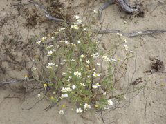 Amauria brandegeeana