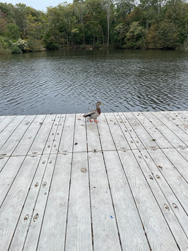 Mallard