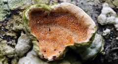 Steccherinum bourdotii