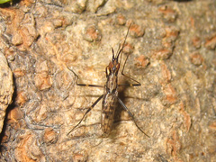 Stypocladius appendiculatus