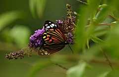 Campylotes histrionicus