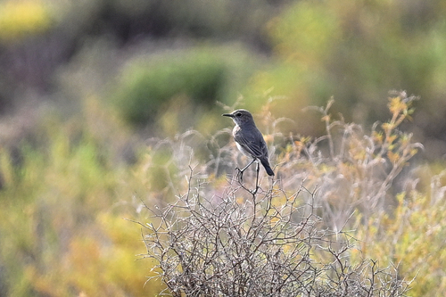 iNaturalist image