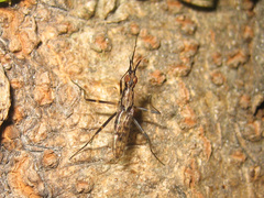 Stypocladius appendiculatus