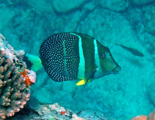 Acanthurus guttatus observed 2026-10-10